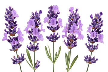 Obraz premium Row of lavender flowers on clear background