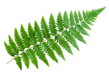 Elegant green fern leaf with detailed fronds and shapes