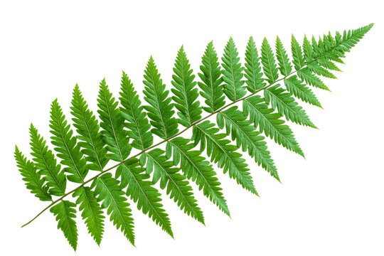 Elegant green fern leaf with detailed fronds and shapes