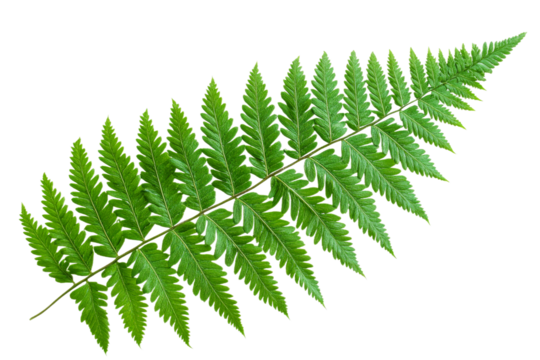 Elegant green fern leaf with detailed fronds and shapes