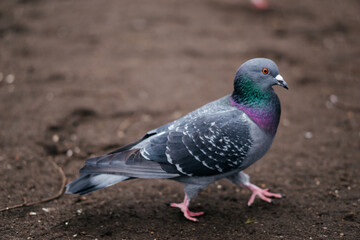 A close-up of a pigeon walking on the ground, showcasing its vibrant iridescent feathers and...