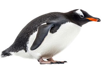 Obraz premium Gentoo penguin standing on solid ground