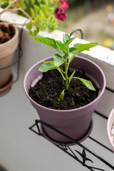 Discover the joy of growing fresh organic vegetables on your home balcony or terrace with a close-up of a thriving pepper plant in a pot, perfect for sustainable urban gardening