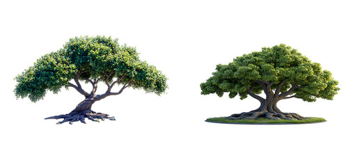 Lush green trees with twisted trunks isolated on black background  