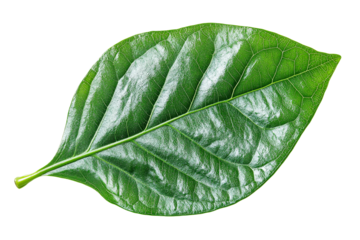 Green leaf with smooth texture on clear background