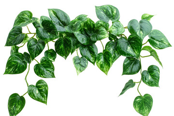 Heart shaped green leaves on a transparent background