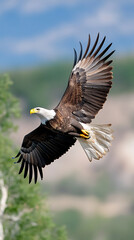 Fototapeta premium bald eagle photo,