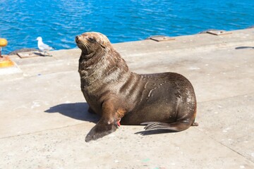 A cute sea lion posing near the ocean for local tourists.