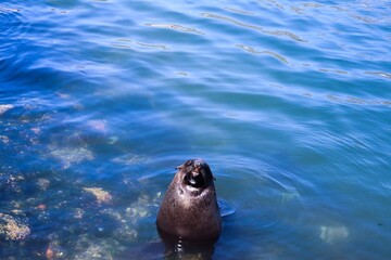 Sea Lion in the ocean facing the camera and basking in the sun.