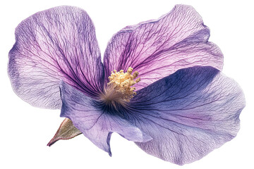 Delicate purple flower with transparent background