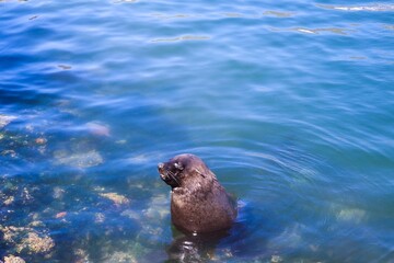 Sea Lion in the ocean facing away from the camera and basking in the sun.