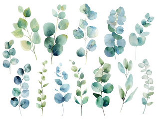 Eucalyptus branches vector collection, five distinct stems with rounded, oval-shaped leaves in varying shades of blue, green, and teal. Eucalyptus branches painted in a watercolor style. © SunwArt