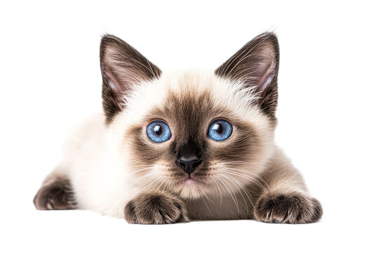 Cute Siamese kitten with striking blue eyes relaxing