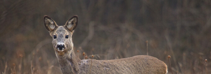 Roe deer on a dry grass. ( capreolus capreolus ). Roe standing on the meadow. Autumn landscape. Forest landscape.	