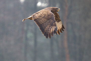 Common buzzard on the fiyight. Buteo buteo. Portrait of Common buzzard, wildlife animals. Bird of...