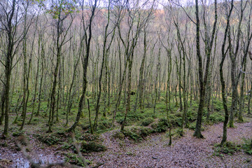 Forest in Glendalough (Valley of the Two Lakes) in the Wicklow Mountains; Derrybawn, County Wicklow, Ireland