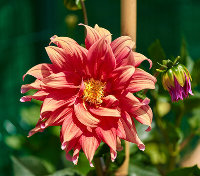 flor , flora, naturaleza