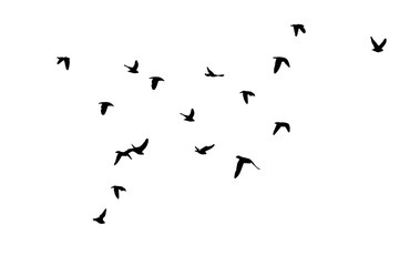 Flying birds silhouette flock. hand drawing. Not AI. Vector illustration.