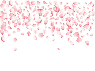 Pink spting tree blossom petals falling anf flying over white background.