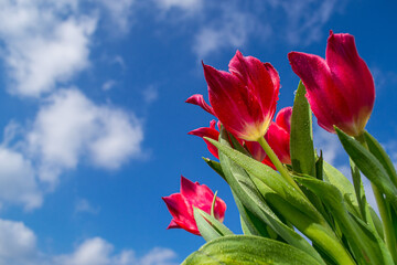 A vibrant red tulips with lush green leaves and many dew drops under a bright blue sky speckled with fluffy white clouds, capturing the essence of springtime fresh and beauty