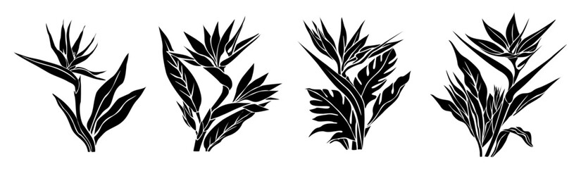 Set of Bird of paradise flower black silhouettes, monochrome outline drawing of Strelitzia plants, clip art, cut out file, vector illustration isolated 