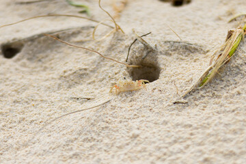 Ghost crab seen on Kingscliff Beach near Cudgen Creek, New South Wakes, Australia