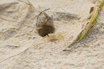 Ghost crab seen on Kingscliff Beach near Cudgen Creek, New South Wakes, Australia