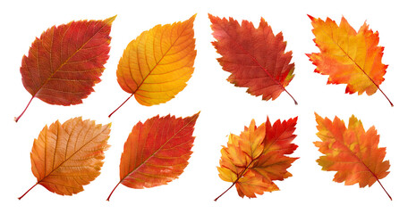 Fototapeta premium Colorful Autumn Leaves Collection for Seasonal Backgrounds, PNG bundle collection, Isolated on Transparent Background