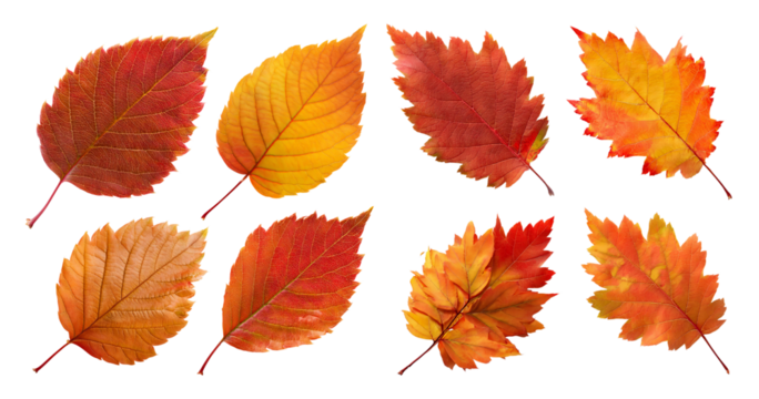 Colorful Autumn Leaves Collection for Seasonal Backgrounds, PNG bundle collection, Isolated on Transparent Background