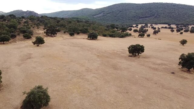 Aerial Drone Shot Moving Backwards, Receding from Mediterranean Forest-Covered Mountains Over the Dehesa of Castilla-La Mancha - 618
