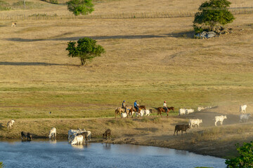 Cattle Drinking Water in Rural Landscape in  Gurinhem, Paraíba, Brazil, September 30, 2012