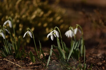 Snowdrops flowers on bokeh spring garden background. Snowdrops closeup. Early spring flowers.
