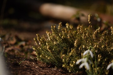 Erica white flowers just before blooming closeup, erica flowers on bokeh background.
