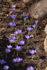 Blooming violet crocuses in spring garden. Flowers closeup on bokeh background, selective focus.