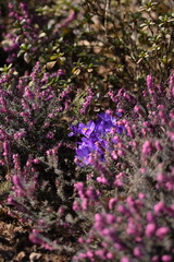 Crocuses blooming among erica shrubs, early spring flowers in bloom. Pink and purple spring  flowers.