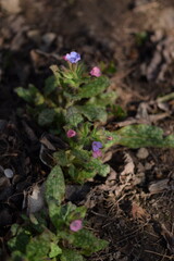 Pulmonaria saccharata blooming, spring pink and blue flowers on bokeh garden background.