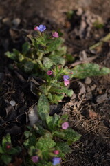 Pulmonaria saccharata blooming, spring pink and blue flowers on bokeh garden background.