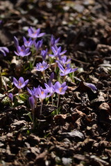 Blooming violet crocuses in spring garden. Flowers closeup on bokeh background, selective focus.