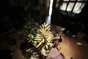 wide angle close-up of interior plant