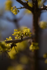 Blooming yellow cornus mas, cornel blossoms on shrub closeup, bokeh background, selective focus