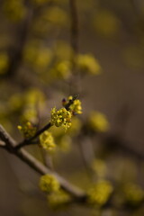 Blooming yellow cornus mas, cornel blossoms on shrub closeup, bokeh background, selective focus