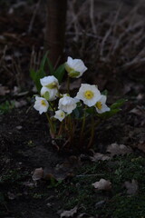 Hellebores white flowers in buds, hellebores closeup on bokeh garden background, first spring flower.