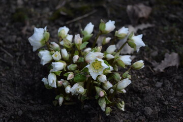 Hellebores white flowers in buds, hellebores closeup on bokeh garden background, first spring flower.