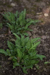 Oriental poppy plants on spring, spring garden with perennial plants.
