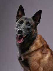 A Belgian Malinois dog appears to be smiling, with ears perked up and mouth open. The soft lighting enhances the friendly and energetic demeanor.