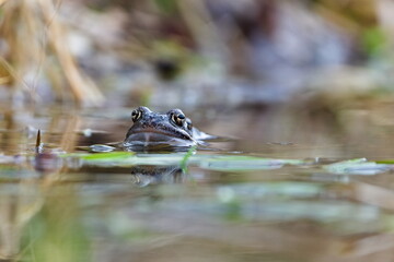 Brown frog on the surface of the pond during spring mating season. Czech republic nature.
