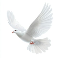 Obraz premium White Dove in Flight Against a White Background
