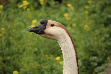 African goose on a farm