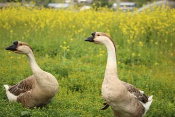 African goose on a farm
