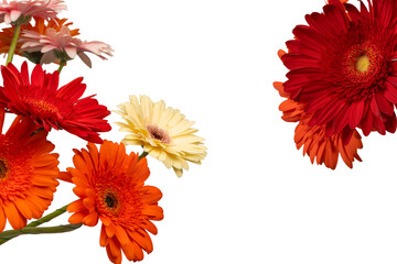 Bouquet of colorful gerbera flowers isolated on white.